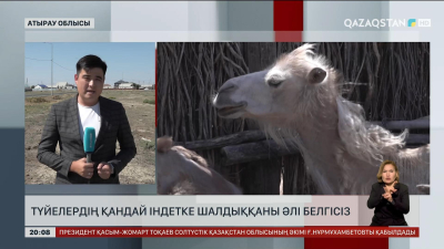 Атырау облысында түйелердің қандай індетке шалдыққаны әлі белгісіз